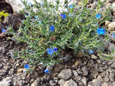 Lithodora Difusa Heavenly Blue