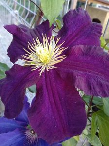 Clematis Warszawska Nike