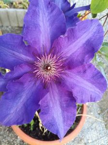 Clematis The President