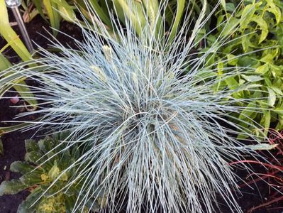 Festuca