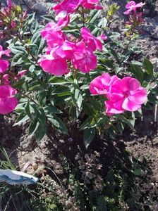 Phlox