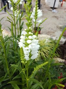 Physostegia