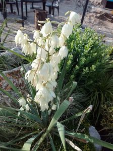 Yucca filamentosa