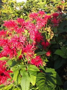 Monarda