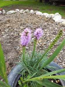 Liatris spicata ‘Kobold