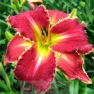 hemerocallis_startle-13