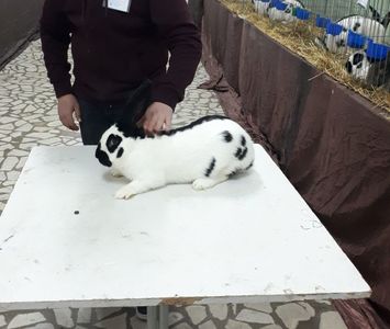 Desen bun