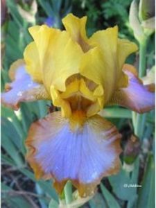 Iris Germanica Brown Lasso; Sweetgarden 2 buc
