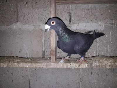 Mascul 2018