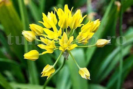 Bulbi Allium Moly; STOC EPUIZAT!
Plantarea se face in perioada martie-mai. Va inflori in perioada iunie-august. Prefera locurile insorite, dar se descurca si in cele semiumbrite. Inaltimea maxima 20-30 cm.
