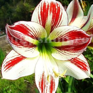 Bulbi Amaryllis Ambiance; STOC EPUIZAT!
Plantarea se face in perioada martie-mai.Va inflori la 4-8 saptamani de la momentul plantarii.Prefera locurile insorite sau semiumbrite.Inaltimea maxima 50-60 cm
