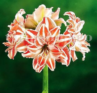 Bulbi Amaryllis Dancing Queen; STOC EPUIZAT!
Plantarea se face in perioada martie-mai.Va inflori la 4-8 saptamani de la momentul plantarii.Prefera locurile insorite sau semiumbrite.Inaltimea maxima 50-60 cm.
