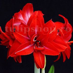 Bulbi Amaryllis Double Delicious; STOC EPUIZAT!
Plantarea se face in perioada martie-mai.Va inflori la 4-8 saptamani de la momentul plantarii.Prefera locurile insorite sau semiumbrite.Inaltimea maxima 50-60 cm.
