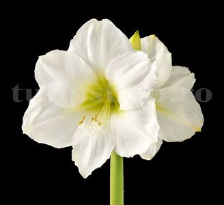 Bulbi Amaryllis Mont Blanc; STOC EPUIZAT!
Plantarea se face in perioada martie-mai.Va inflori la 4-8 saptamani de la momentul plantarii.Prefera locurile insorite sau semiumbrite.Inaltimea maxima 50-60 cm.
