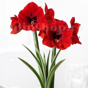 Bulbi Amaryllis Red Lion; STOC EPUIZAT!
Plantarea se face in perioada martie-mai.Va inflori la 4-8 saptamani de la momentul plantarii.Prefera locurile insorite sau semiumbrite.Inaltimea maxima 50-60 cm.
