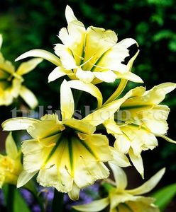 Bulbi Ismena Sulphur Queen; Pret: 10 Lei/buc     Plantarea se face in perioada martie-mai.Va inflori in perioada iunie-septembrie.Prefera locurile insorite,dar se descurca si in cele semiumbrite.Inaltimea maxima 60-70 cm.
