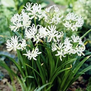 Bulbi Nerine Alba; STOC EPUIZAT!     Plantarea se face in perioada martie-mai.Va inflori in perioada iunie-septembrie.Prefera locurile insorite,dar se descurca si in cele semiumbrite.Inaltimea maxima 25-35 cm.
