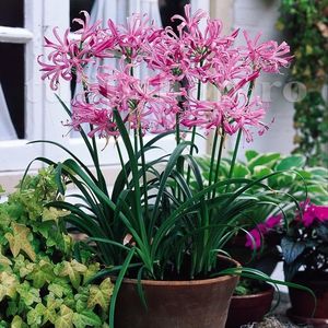 Bulbi Nerine Bowdenii; STOC EPUIZAT!     Plantarea se face in perioada martie-mai.Va inflori in perioada iunie-septembrie.Prefera locurile insorite,dar se descurca si in cele semiumbrite.Inaltimea maxima 35-50 cm.
