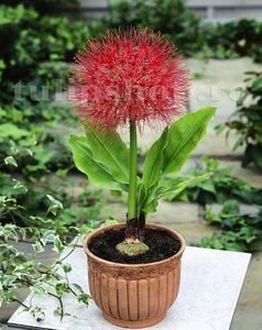 Bulbi Scadoxus Multiflorum; STOC EPUIZAT!     Plantarea se face in perioada martie-mai.Va inflori in perioada iunie-august.Prefera locurile insorite,dar se descurca si in cele semiumbrite.Inaltimea maxima 30-40 cm.
