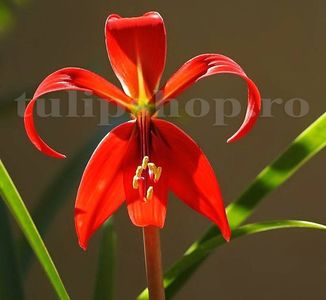 Bulbi Sprekelia; STOC EPUIZAT!     Plantarea se face in perioada martie-mai.Va inflori in perioada iunie-septembrie.Prefera locurile insorite,dar se descurca si in cele semiumbrite.Inaltimea maxima 30-50 cm.
