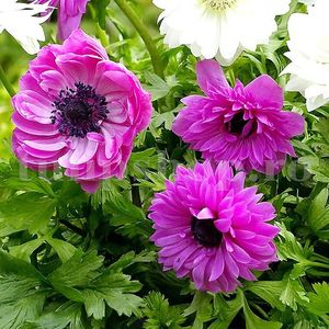 Bulbi Anemone Admiral; STOC EPUIZAT!     Plantarea se face in perioada martie-mai.Va inflori in perioada iunie-august.Se descurca si la soare, dar nu in zone caniculare.Inaltimea maxima 20-30 cm.
