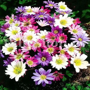 Bulbi Anemone Blanda Mix; STOC EPUIZAT!     Plantarea se face in perioada martie-mai.Va inflori in perioada iunie-august.Se descurca si la soare, dar nu in zone caniculare.Inaltimea maxima 30-40 cm.
