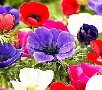Bulbi Anemone de Caen Mix; STOC EPUIZAT!     Plantarea se face in perioada martie-mai.Va inflori in perioada iunie-august.Se descurca si la soare, dar nu in zone caniculare.Inaltimea maxima 30-40 cm.
