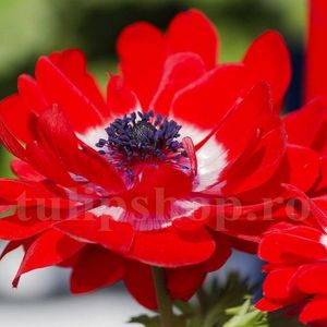 Bulbi Anemone Governor; STOC EPUIZAT!     Plantarea se face in perioada martie-mai.Va inflori in perioada iunie-august.Se descurca si la soare, dar nu in zone caniculare.Inaltimea maxima 20-30 cm.

