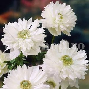 Bulbi Anemone Mount Everest; STOC EPUIZAT!     Plantarea se face in perioada martie-mai.Va inflori in perioada iunie-august.Se descurca si la soare, dar nu in zone caniculare.Inaltimea maxima 20-30 cm.
