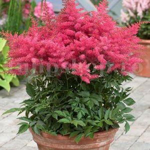 Bulbi Astilbe Koblenz; STOC EPUIZAT!   Plantarea se face in perioada martie-mai.Va inflori in perioada iunie-august. Prefera locurile umbrite, dar se descurca bine si in locurile semiumbrite.Inaltimea maxima 50-70 cm.

