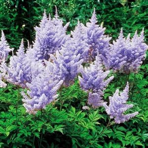 Bulbi Astilbe Pumila; STOC EPUIZAT!     Plantarea se face in perioada martie-mai.Va inflori in perioada iunie-august. Prefera locurile umbrite, dar se descurca bine si in locurile semiumbrite.Inaltimea maxima 50-70 cm.
