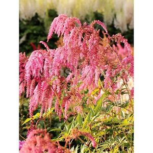 Bulbi Astilbe Thunbergii Straussenfeder; STOC EPUIZAT!    Plantarea se face in perioada martie-mai.Va inflori in perioada iunie-august. Prefera locurile umbrite, dar se descurca bine si in locurile semiumbrite.Inaltimea maxima 50-70 cm.
