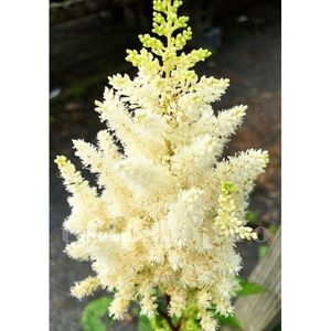 Bulbi Astilbe Weisse Gloria; STOC EPUIZAT!     Plantarea se face in perioada martie-mai.Va inflori in perioada iunie-august. Prefera locurile umbrite, dar se descurca bine si in locurile semiumbrite.Inaltimea maxima 50-70 cm.
