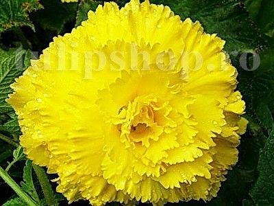 Bulbi Begonia Creata Galbena; STOC EPUIZAT!     Plantarea se face in perioada martie-mai.Va inflori in perioada iunie-octombrie. Prefera locurile umbrite, dar se descurca bine si in locurile semiumbrite.Inaltimea maxima 25-35 cm
