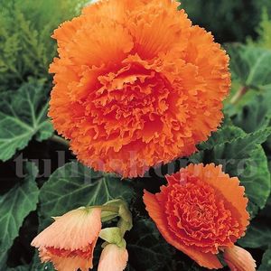 Bulbi Begonia Creata Portocalie; Pret: 5 Lei/buc     Plantarea se face in perioada martie-mai.Va inflori in perioada iunie-octombrie. Prefera locurile umbrite, dar se descurca bine si in locurile semiumbrite.Inaltimea maxima 25-35 cm

