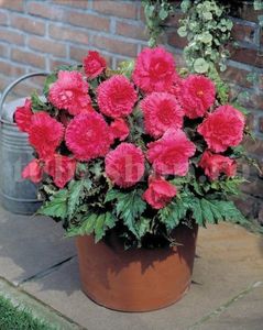 Bulbi Begonia Creata Roz; Pret: 5 Lei/buc     Plantarea se face in perioada martie-mai.Va inflori in perioada iunie-octombrie. Prefera locurile umbrite, dar se descurca bine si in locurile semiumbrite.Inaltimea maxima 25-35 cm
