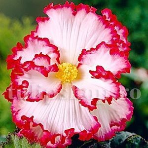 Bulbi Begonia Crispa Marginata Alba; Pret: 5 Lei/buc     Plantarea se face in perioada martie-mai.Va inflori in perioada iunie-octombrie. Prefera locurile umbrite, dar se descurca bine si in locurile semiumbrite.Inaltimea maxima 25-35 cm
