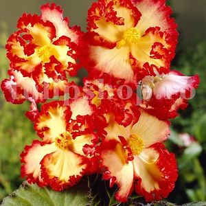 Bulbi Begonia Crispa Marginata Galbena; STOC EPUIZAT!     Plantarea se face in perioada martie-mai.Va inflori in perioada iunie-octombrie. Prefera locurile umbrite, dar se descurca bine si in locurile semiumbrite.Inaltimea maxima 25-35 cm
