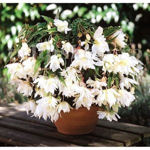 Bulbi Begonia Curgatoare Alba; STOC EPUIZAT!    Plantarea se face in perioada martie-mai.Va inflori in perioada iunie-octombrie. Prefera locurile umbrite, dar se descurca bine si in locurile semiumbrite.Inaltimea maxima 25-35 cm
