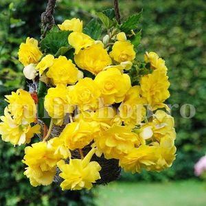 Bulbi Begonia Curgatoare Galbena; STOC EPUIZAT!     Plantarea se face in perioada martie-mai.Va inflori in perioada iunie-octombrie. Prefera locurile umbrite, dar se descurca bine si in locurile semiumbrite.Inaltimea maxima 25-35 cm
