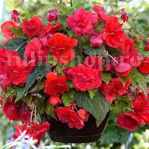 Bulbi Begonia Curgatoare Rosie; STOC EPUIZAT!     Plantarea se face in perioada martie-mai.Va inflori in perioada iunie-octombrie. Prefera locurile umbrite, dar se descurca bine si in locurile semiumbrite.Inaltimea maxima 25-35 cm
