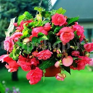 Bulbi Begonia Curgatoare Roz; STOC EPUIZAT!    Plantarea se face in perioada martie-mai.Va inflori in perioada iunie-octombrie. Prefera locurile umbrite, dar se descurca bine si in locurile semiumbrite.Inaltimea maxima 25-35 cm
