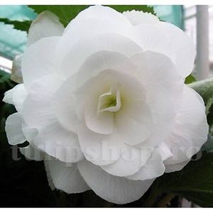 Bulbi Begonia Nonstop Alba; STOC EPUIZAT!    Plantarea se face in perioada martie-mai.Va inflori in perioada iunie-octombrie. Prefera locurile umbrite, dar se descurca bine si in locurile semiumbrite.Inaltimea maxima 25-35 cm
