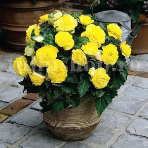 Bulbi Begonia Nonstop Galbena; STOC EPUIZAT!     Plantarea se face in perioada martie-mai.Va inflori in perioada iunie-octombrie. Prefera locurile umbrite, dar se descurca bine si in locurile semiumbrite.Inaltimea maxima 25-35 cm
