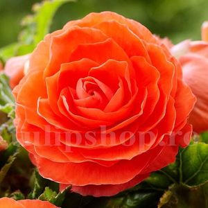 Bulbi Begonia Nonstop Portocalie; STOC EPUIZAT!     Plantarea se face in perioada martie-mai.Va inflori in perioada iunie-octombrie. Prefera locurile umbrite, dar se descurca bine si in locurile semiumbrite.Inaltimea maxima 25-35 cm
