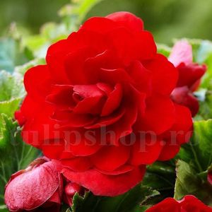Bulbi Begonia Nonstop Rosie; STOC EPUIZAT!     Plantarea se face in perioada martie-mai.Va inflori in perioada iunie-octombrie. Prefera locurile umbrite, dar se descurca bine si in locurile semiumbrite.Inaltimea maxima 25-35 cm
