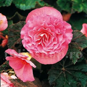 Bulbi Begonia Nonstop Roz; STOC EPUIZAT!     Plantarea se face in perioada martie-mai.Va inflori in perioada iunie-octombrie. Prefera locurile umbrite, dar se descurca bine si in locurile semiumbrite.Inaltimea maxima 25-35 cm
