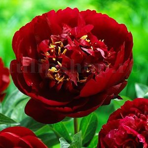 Bulbi Bujori Buckeye Belle; STOC EPUIZAT!     Plantarea se face in perioada martie-mai.Va inflori in perioada mai-iunie. Prefera locurile umbrite, dar se descurca bine si in locurile semiumbrite.Inaltimea maxima 60-90 cm.
