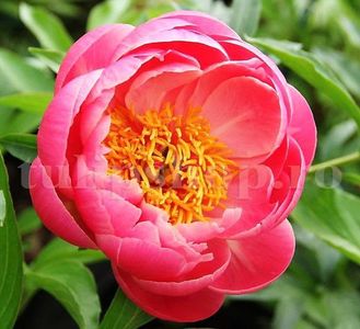 Bulbi Bujori Coral Sunset; STOC EPUIZAT!     Plantarea se face in perioada martie-mai.Va inflori in perioada mai-iunie. Prefera locurile umbrite, dar se descurca bine si in locurile semiumbrite.Inaltimea maxima 60-90 cm.
