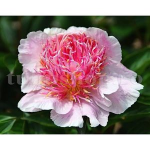 Bulbi Bujori Do Tell; STOC EPUIZAT!    Plantarea se face in perioada martie-mai.Va inflori in perioada mai-iunie. Prefera locurile umbrite, dar se descurca bine si in locurile semiumbrite.Inaltimea maxima 60-100 cm.
